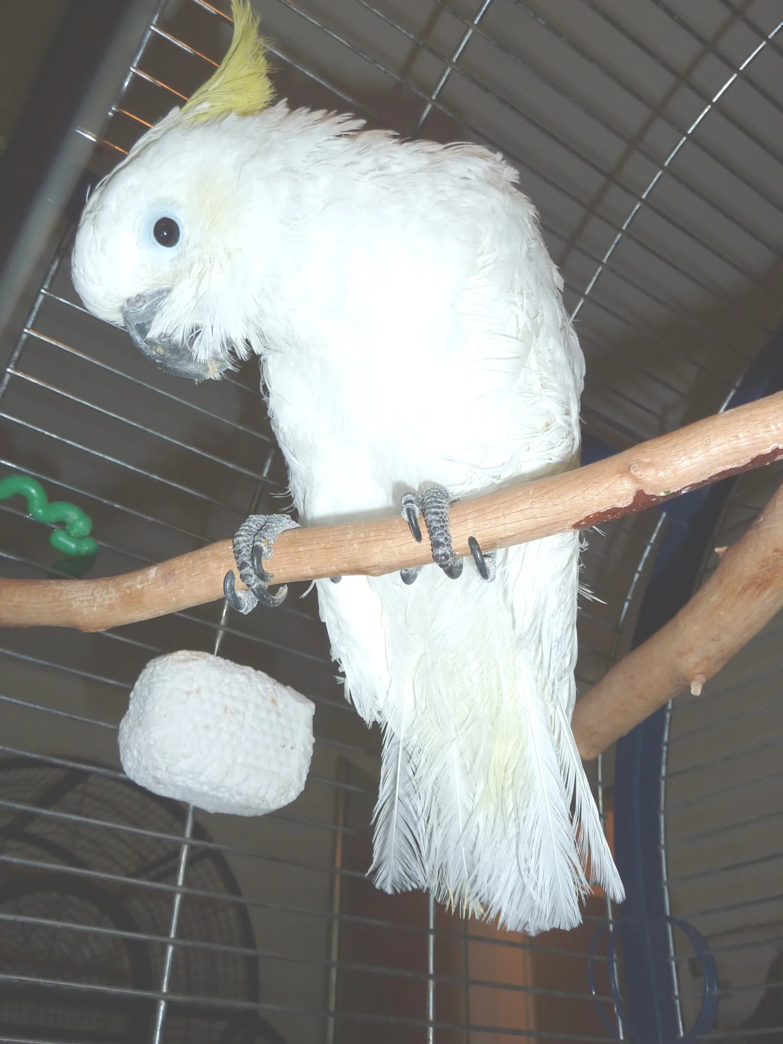 Coco Gelbhaubenkakadu 006 im Vogelhaus Evy