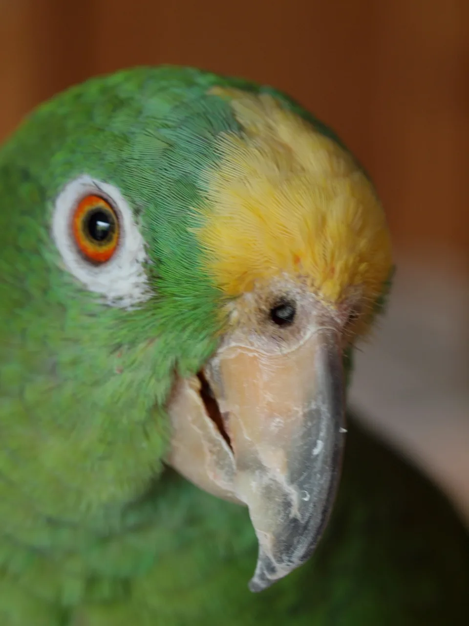 Flora Gelbscheitelamazone im Vogelhaus Evy