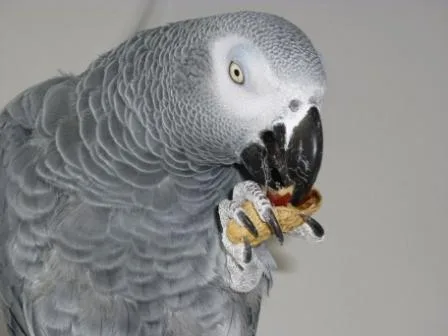 George im Vogelhaus Evy