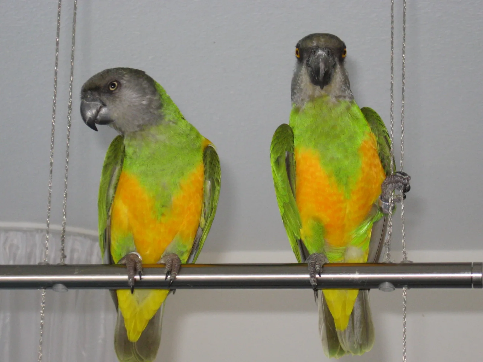 Gonzo und Kiki, Mohrenkopfpapageien im Vogelhaus Evy