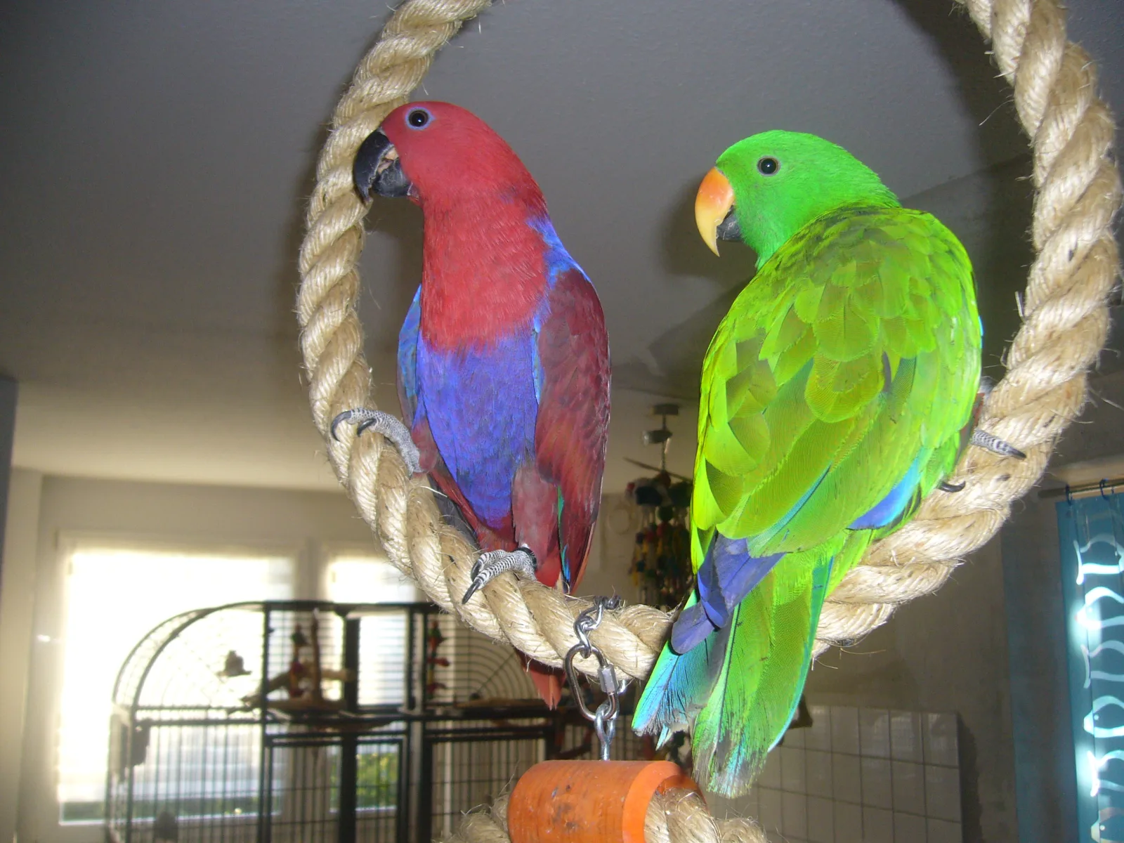 Lingling und Mister Bird im Vogelhaus Evy