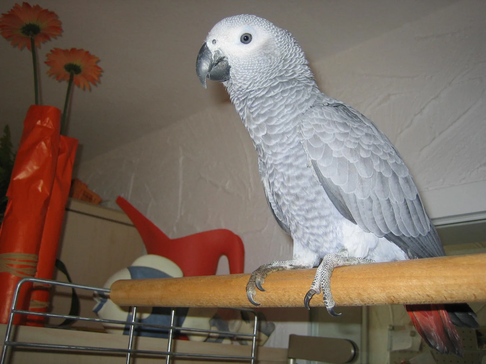 Lola 0906 im Vogelhaus Evy