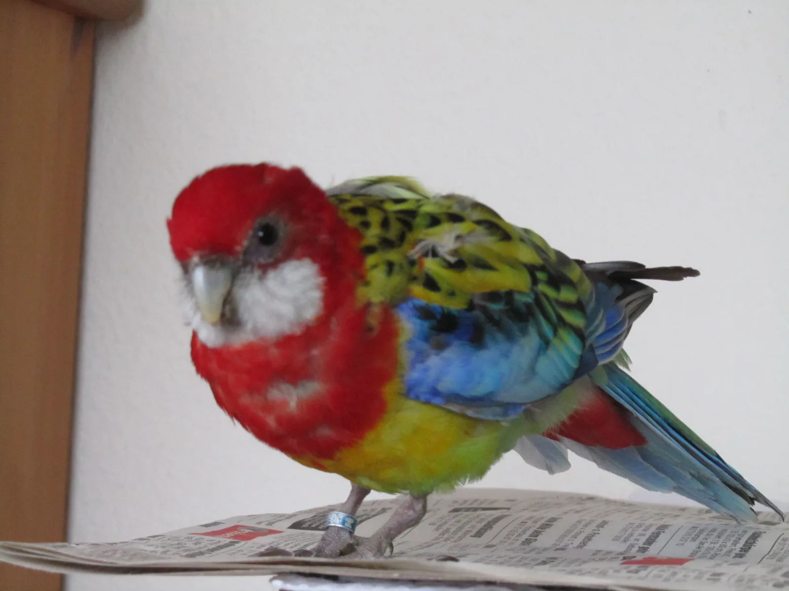 Rosellasittiche im Vogelhaus Evy