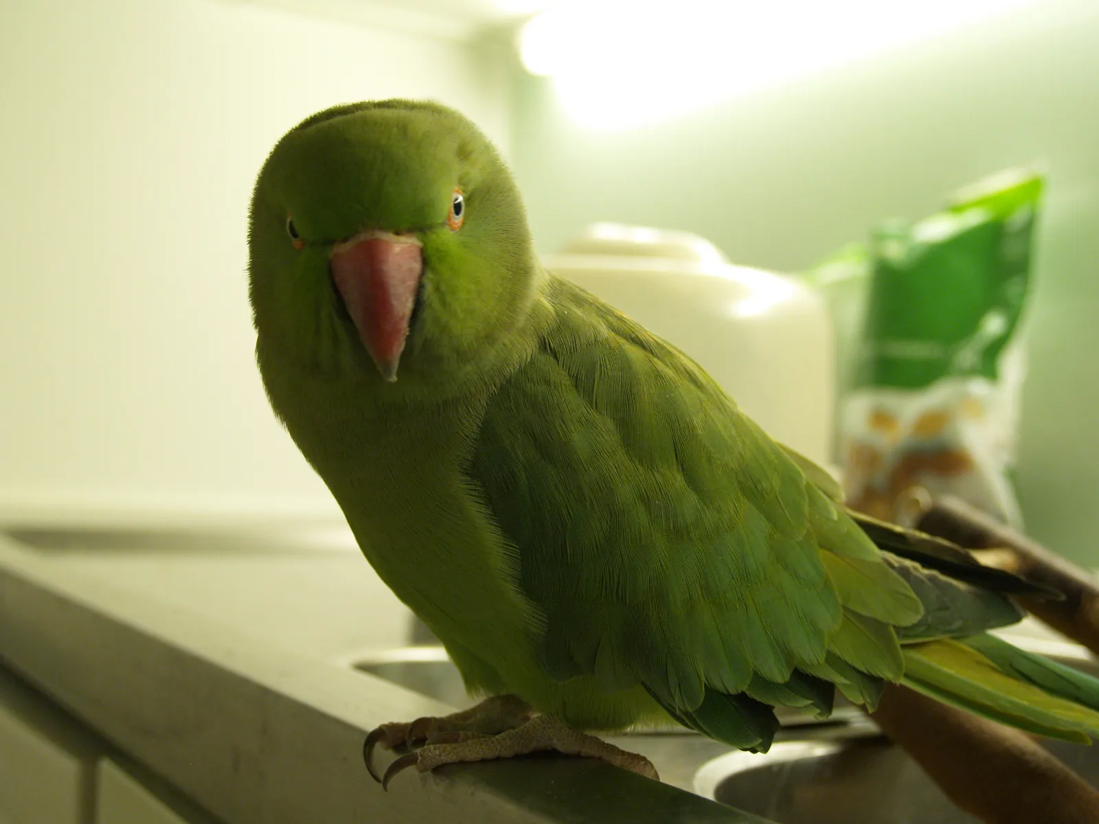 Rudi 2013 neu im Vogelhaus Evy