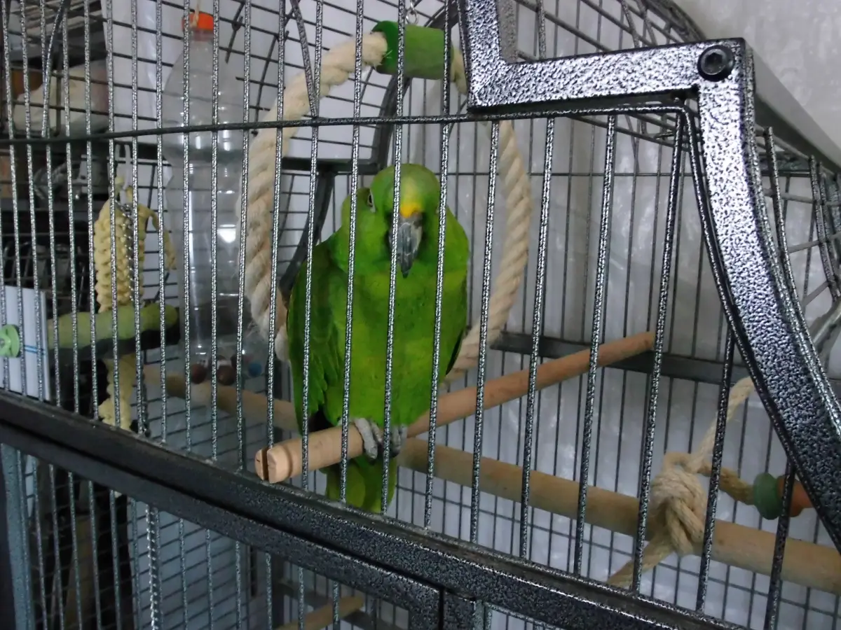 Bibi 2016 im Vogelhaus Evy