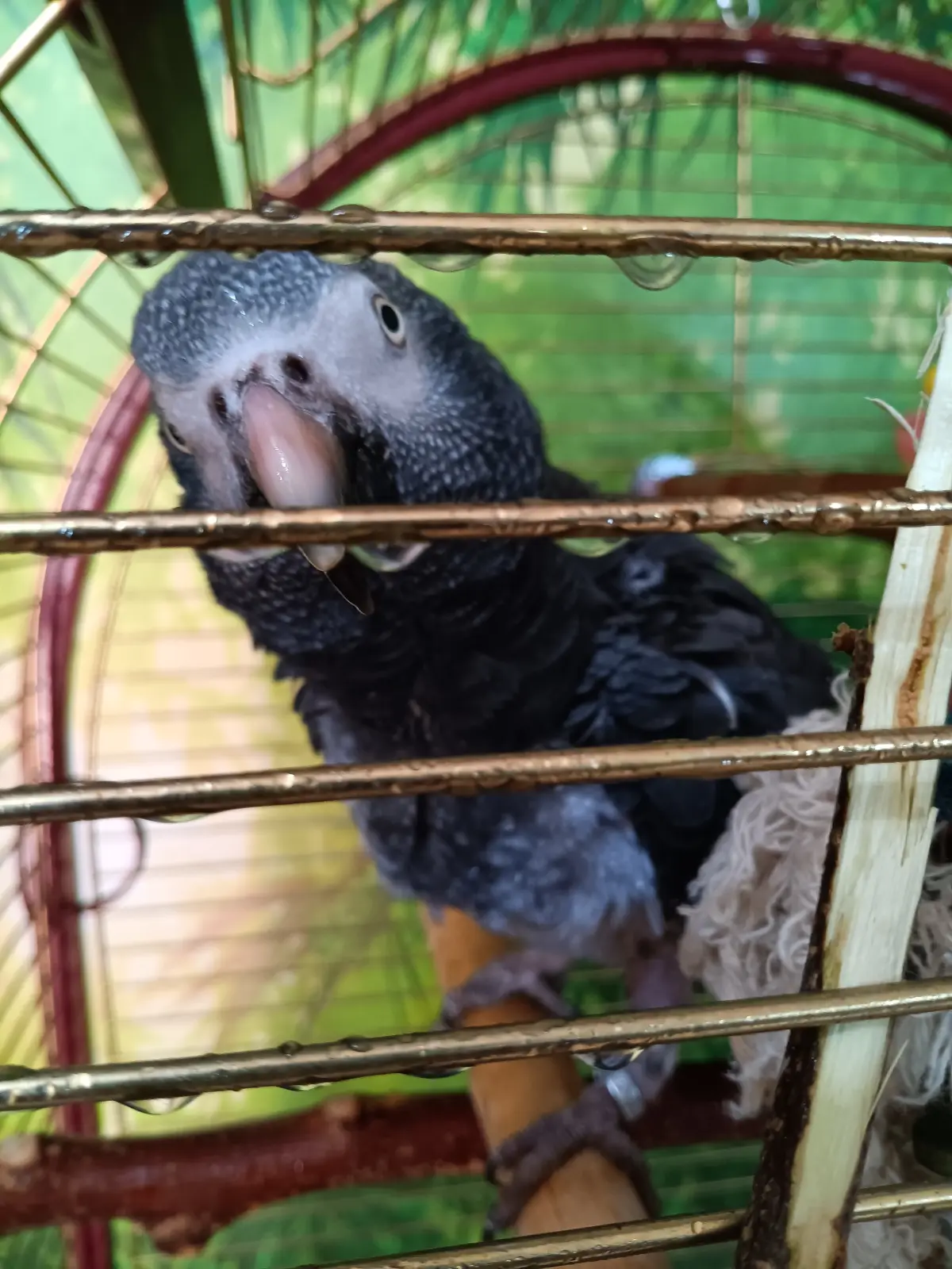 Bruno Dusche Bild 3 im Vogelhaus Evy