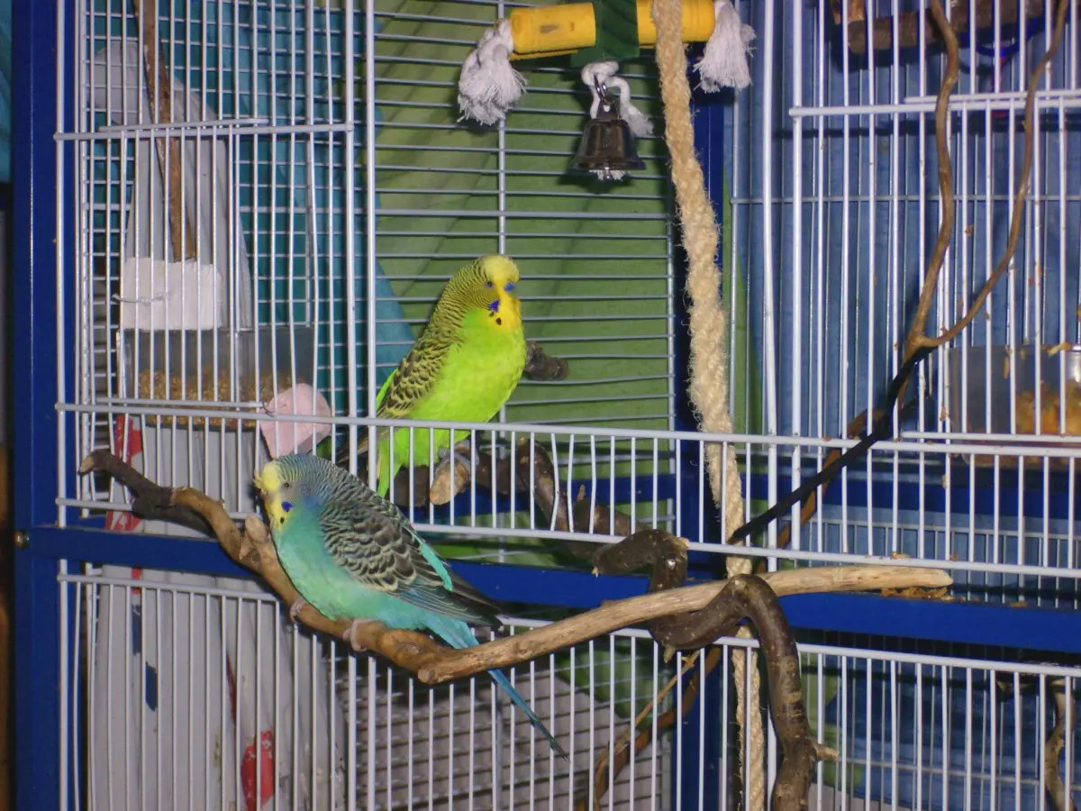 Bubi und Mc Fly im Vogelhaus Evy