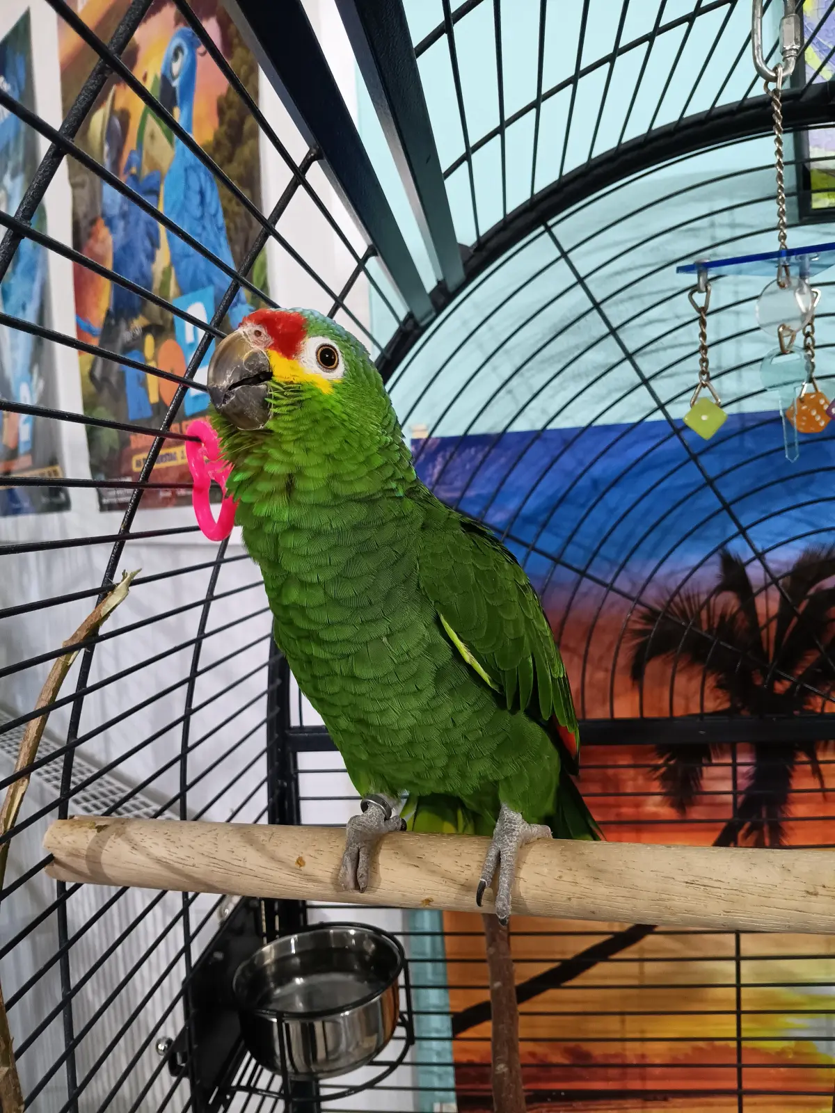 Chipsi 130626 im Vogelhaus Evy