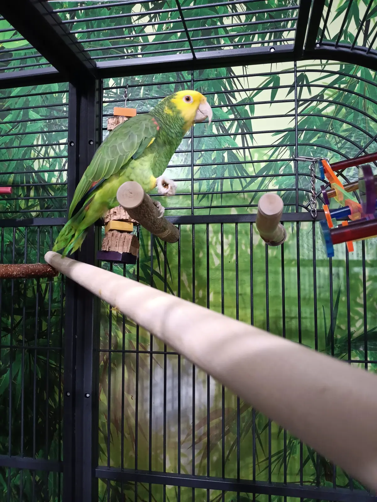 Doppelgelbkopfamazone 140225 Bild 3 im Vogelhaus Evy