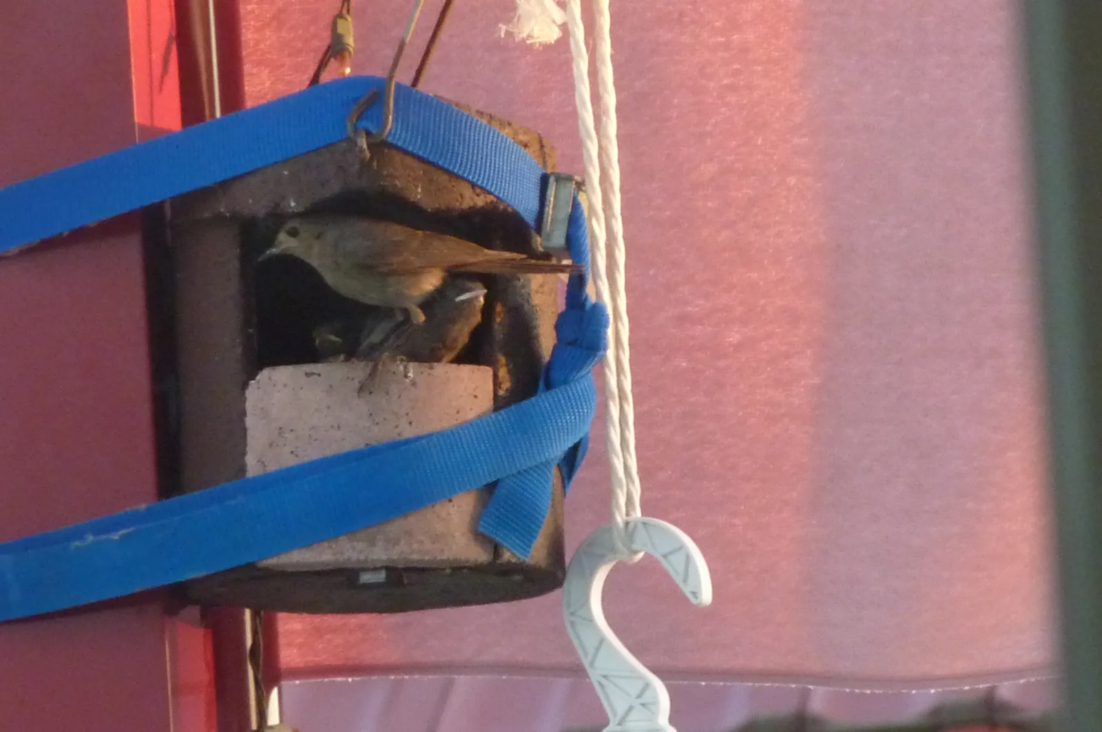 2014 Vögel und Freunde 206 im Vogelhaus Evy