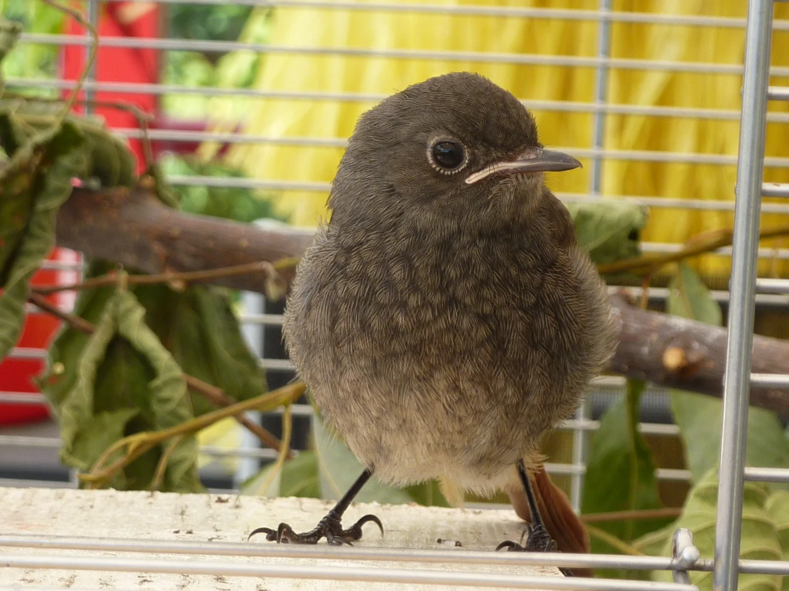 Dez.2015 Wildvogelkinder,Seebronn,Bremen Hann 144 im Vogelhaus Evy