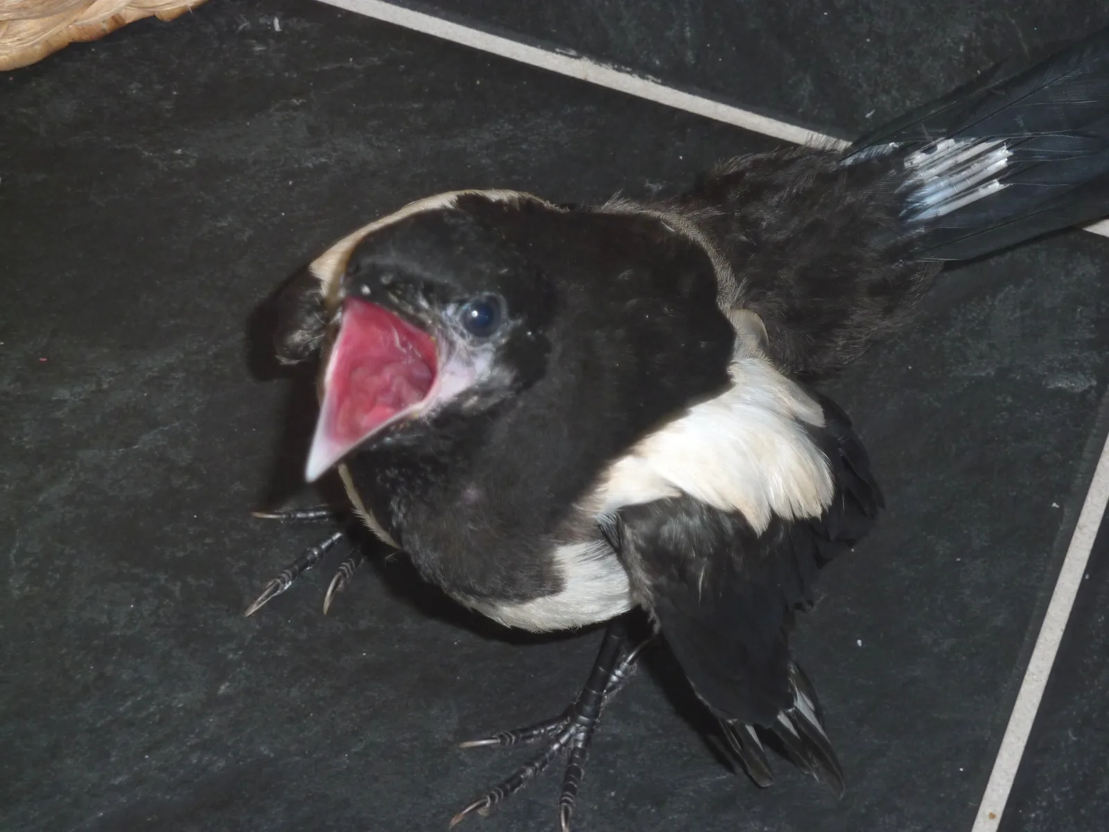 Kamera die Erste 113 im Vogelhaus Evy