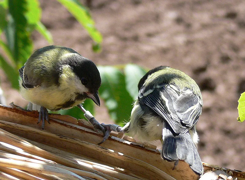 Kohlmeisen im Vogelhaus Evy