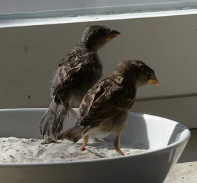 Spatzen3 im Vogelhaus Evy