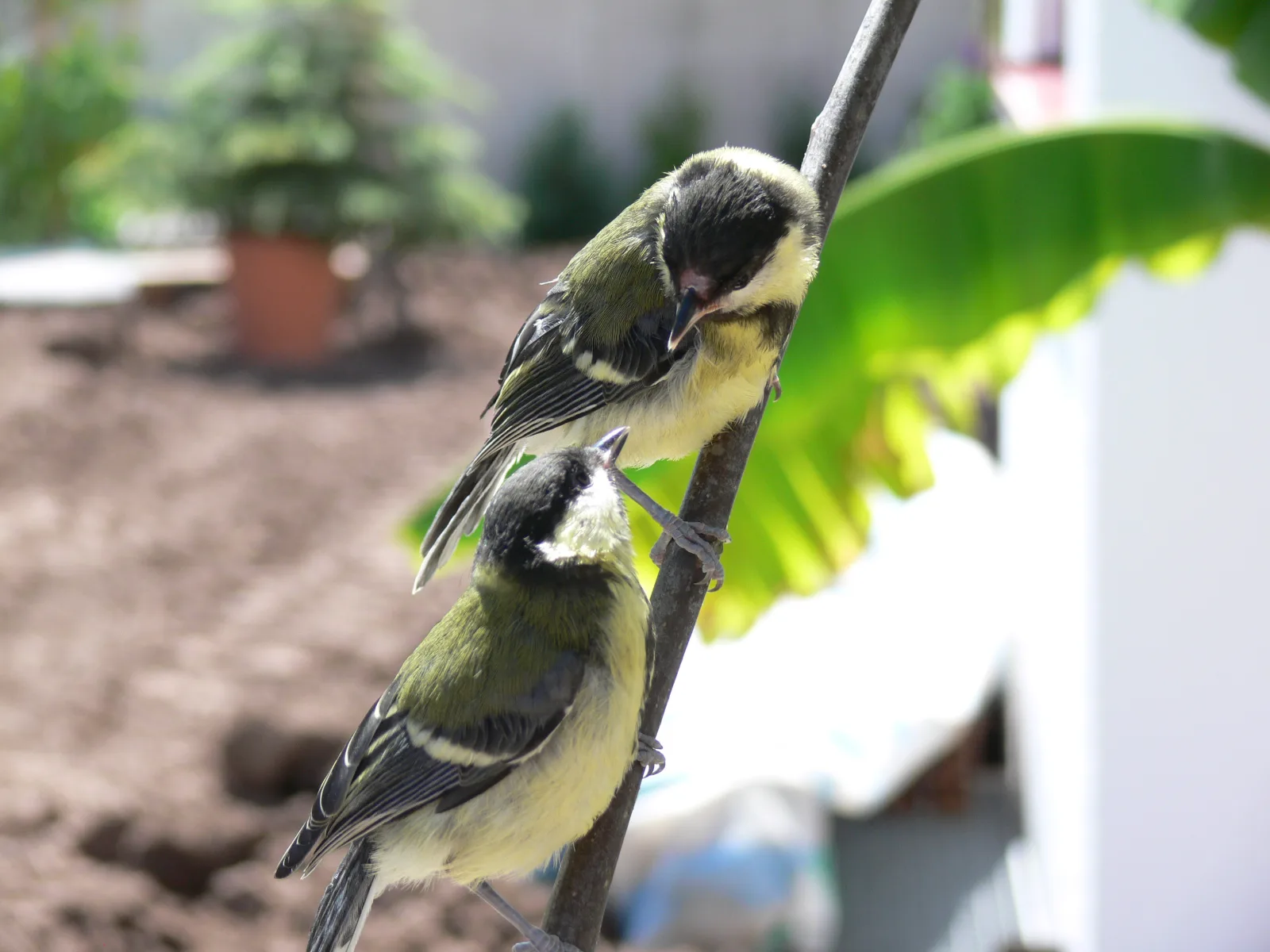 meine Kohlmeisen im Vogelhaus Evy