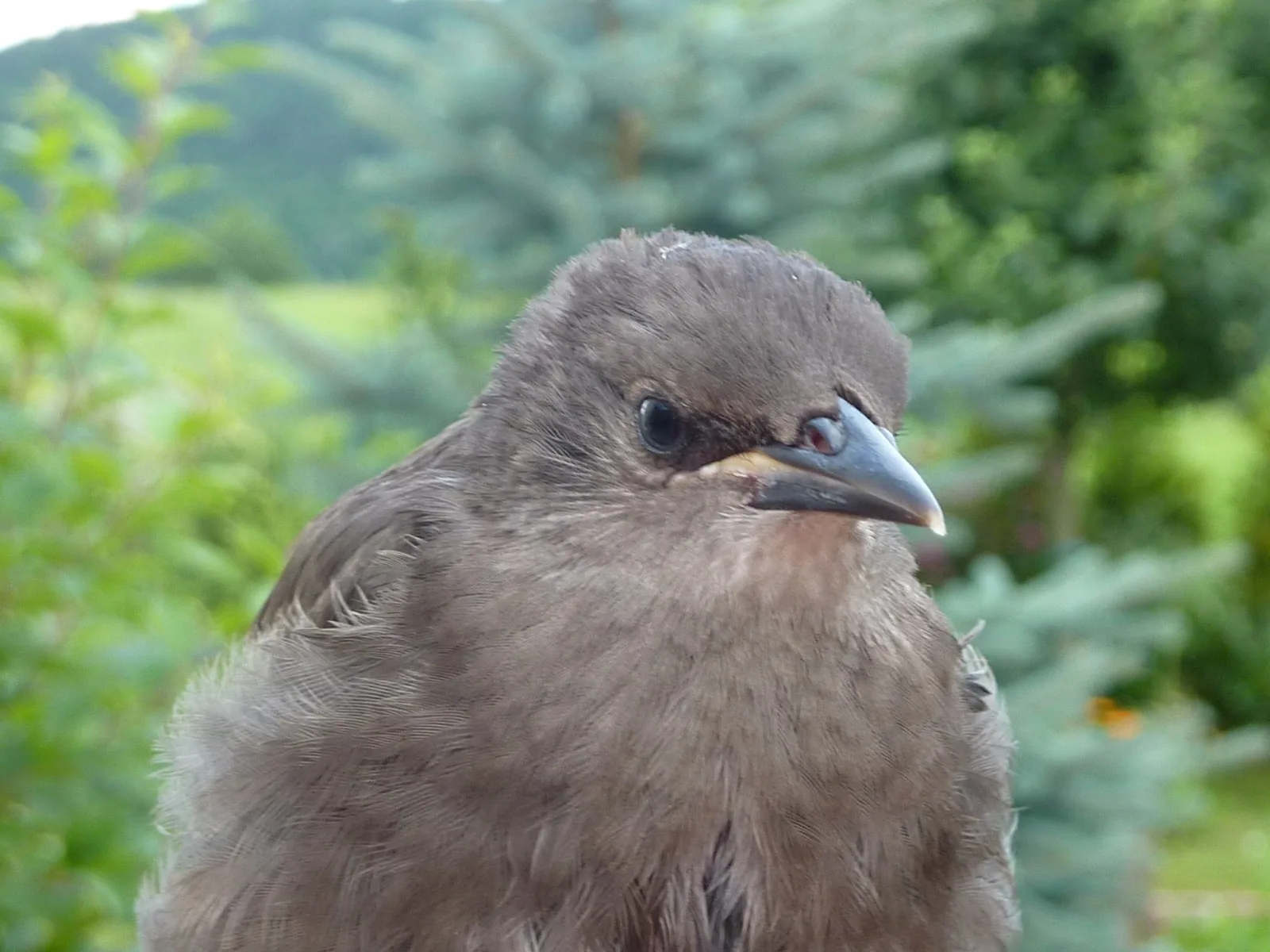 Starengäste im Garten (12) im Vogelhaus Evy